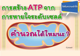 วีดิทัศน์ : การสร้าง ATP จากการหายใจระดับเซลล์ ... รูปภาพ 1